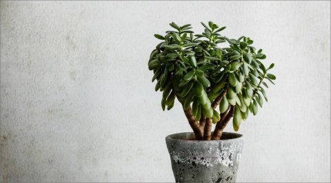 Houseplants You Absolutely Want to Have in Your House