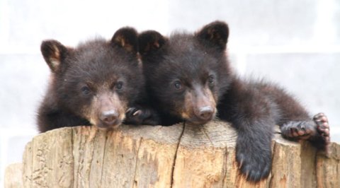 North Island Wildlife Recovery