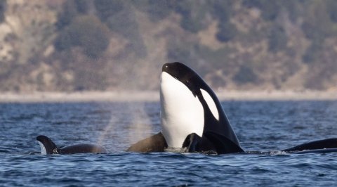 Campbell River Whale Watching & Adventure Tours Ltd.